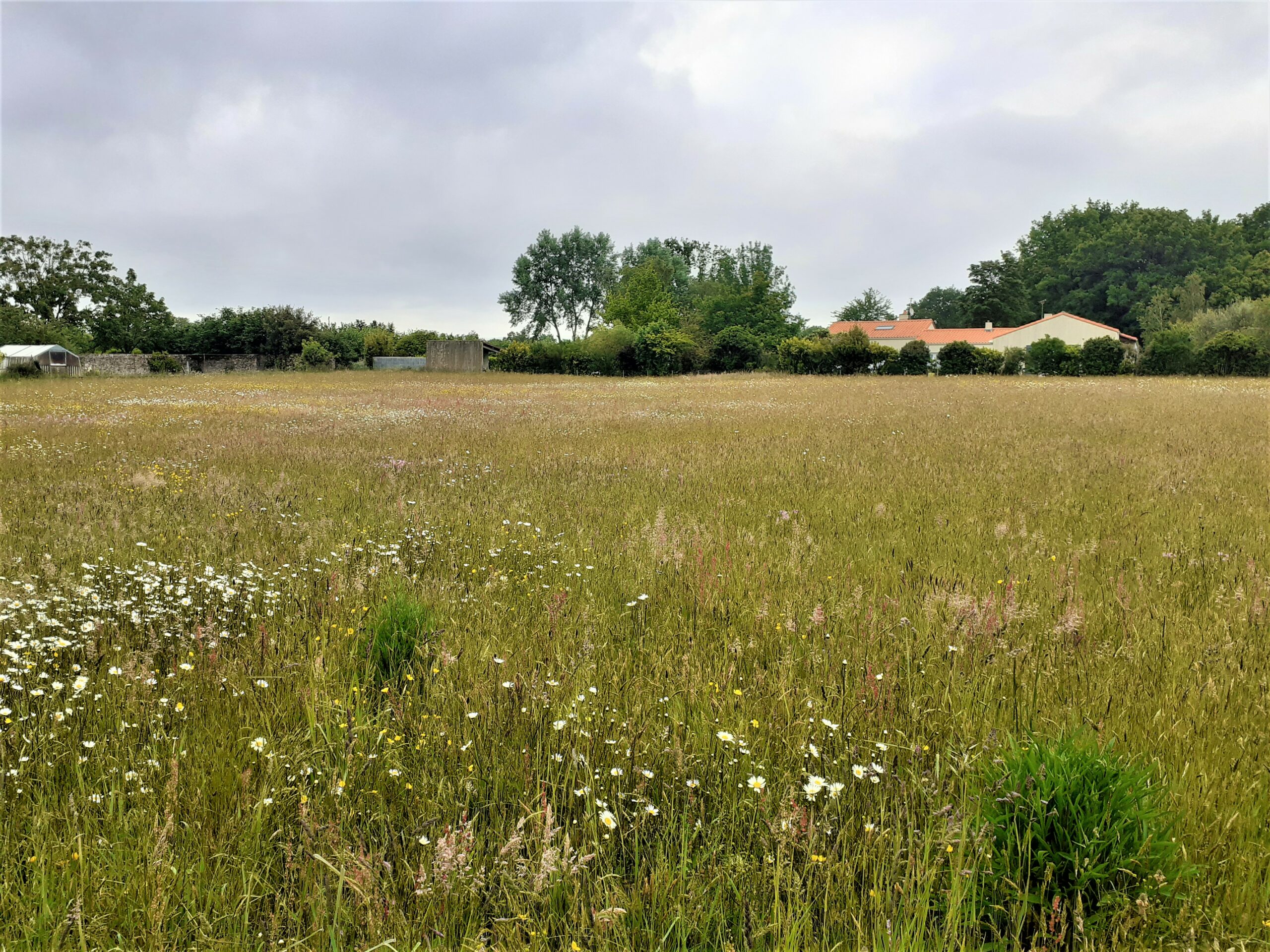 Terre 44 LOTISSEUR NANTES Corcoue 2 162